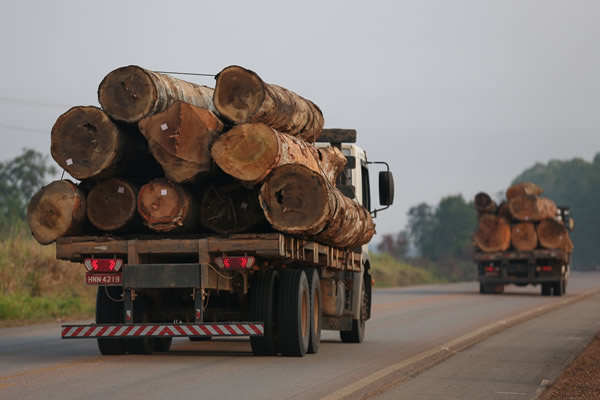 Angola vai suspender exportações de madeira por três anos