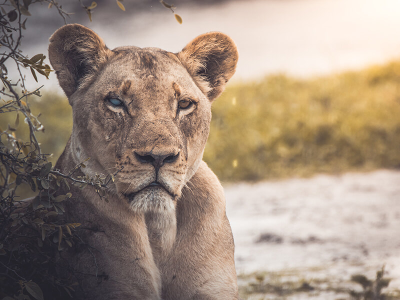 Protecting Lions Helps the Whole Food Chain? Actually, We Don’t Know.